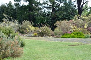 More of the Garden - Menzies Creek