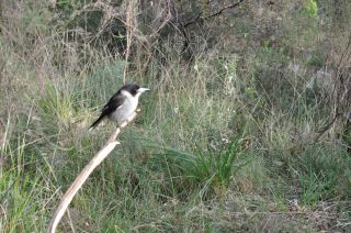 Pied butcherbird - FJC Rogers Reserve