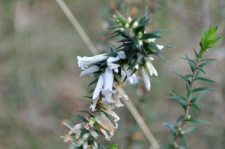 Epacris impressa - FJC Rogers Reserve