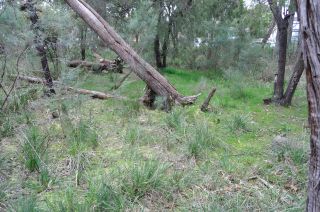 Sedges in bushland - FJC Rogers Reserve