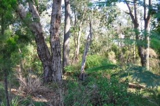 Bushland in FJC Rogers Reserve