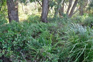Stringybarks and Goodenia ovata - FJC Rogers Reserve