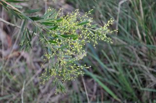Acacia in bud - FJC Rogers Reserve