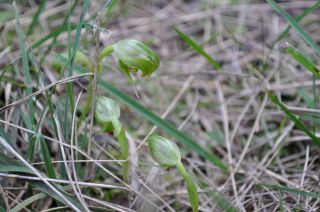 Pterostylis nutans - FJC Rogers Reserve