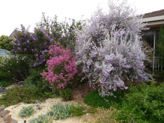 garden 6 Alyogyne huegelii, Chamelaucium uncinatum, Eremophila nivea