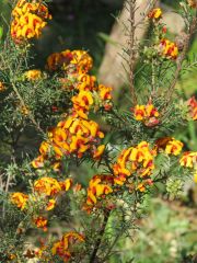 IMG_0156 Dillwynia cinerescens