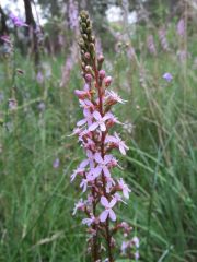 IMG_0274 Stylidium armeria