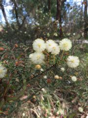 IMG_1133 Acacia ulicifolia