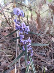 IMG_1144 Hovea heterophylla