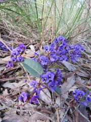 IMG_1143 Hardenbergia violacea