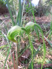 Pterostylis nutans