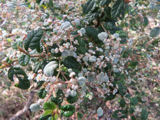 IMG_1150 Spyridium parvifolium