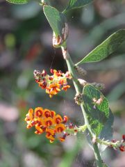 Daviesia latifolia