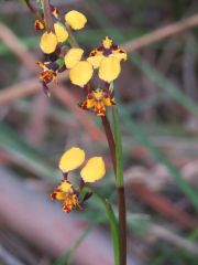 Diuris pardina