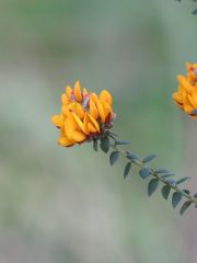 Pultenaea gunnii