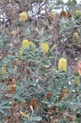 Banksia integrifolia - Merimbula