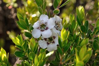 Leptospermum - Merimbula