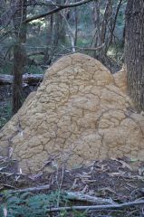 Ant Hill
