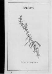 Epacris