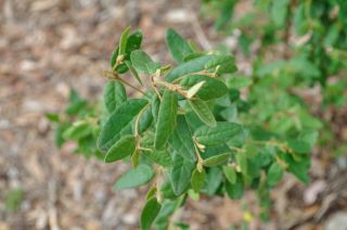 Correa reflexa
