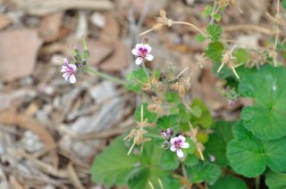 Pelargonium australe