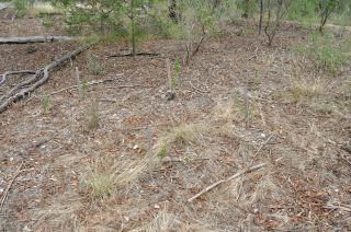 New Plantings