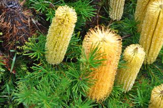 Banksia spinulosa "Coastal Gold'