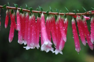 Epacris longiflora