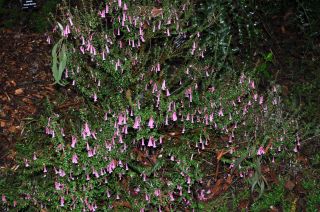 Epacris longiflora