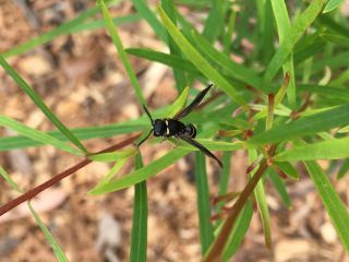 Wasp visitor (Bill A)
