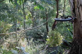 A real Rainforest in a Garden