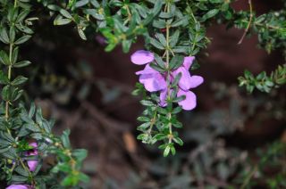 Bauera sessiliflora