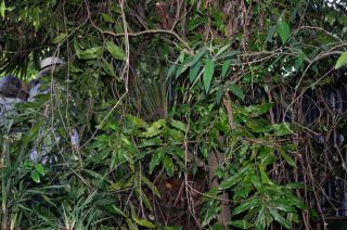 The Entanglement of Vines