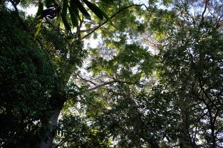 Through the Canopy