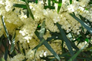 Acacia florabunda