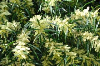 Acacia floribunda