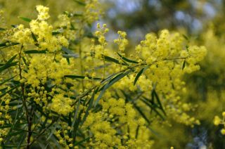 Acacia boormanii