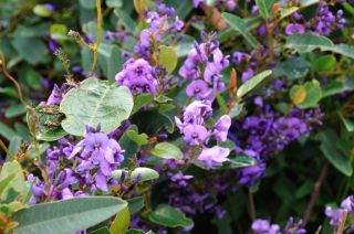 Hardenbergia violacea