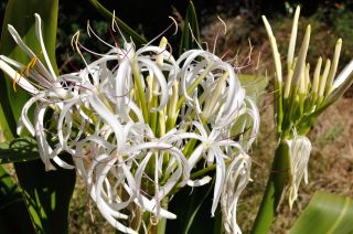 Crinum pendunculatum