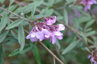 Prostanthera