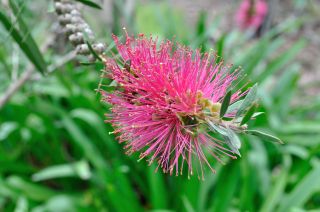 Callistemon