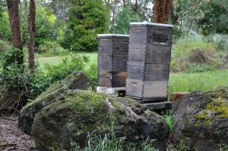 The Bees at Work, Donvale