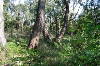 Stringybarks - FJC Rogers Reserve