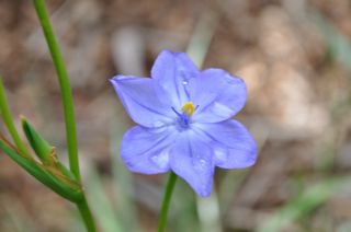 Chamaescilla corymbosa