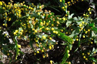 Acacia glaucoptera