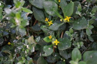 Tetragonia implexicoma