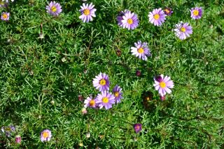 Brachyscome multifida
